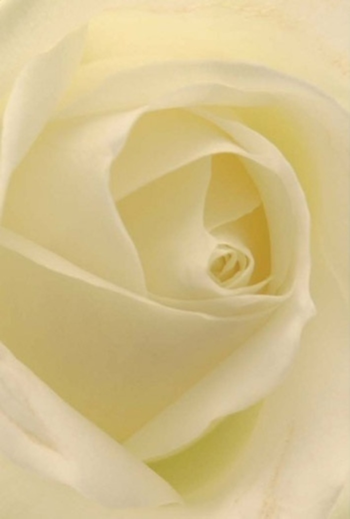 A close-up study of this pure white rose reveals a fascinating interplay of softness and elegantly layered structure within each petal, illuminated by the ambient light reminiscent of a quiet walk along St. John's Road at dusk. The creamy hues and pearlescent whites blend seamlessly, creating an impression of tranquility and understated luxury-a hallmark of bouquets chosen for Hemel Hempstead's most cherished celebrations. The spiraled heart of the flower radiates purity and gentle resilience, capturing the spirit of romantic gestures, sincere apologies, or central arrangements at weddings held in local venues. Subtle shadows enhance its dimensional beauty, while the nuanced variations in colour reflect both natural grace and florist craftsmanship. Even unseen, one might imagine the blossom's delicate, calming scent lingering, as fresh as a morning breeze blowing through Gadebridge Park. Such artistry, delivered by Hemel Hempstead's dedicated florists, ensures that this rose is always appropriate, its refined presence lending meaning and emotion to every gathering or thoughtful exchange.