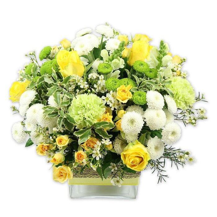 A generously filled arrangement of bright yellow, clean white, and fresh green flowers rises in a softly domed shape from a low, square glass vase, set against a seamless white background that draws attention to its intricate craftsmanship. The focal blooms are radiant yellow roses, their petals unfurling in neat layers, some blossoms fully open and others still slightly cupped. Around them, smaller yellow spray roses tuck into the design, adding a sense of richness and continuity in colour. The bouquet is punctuated with rounded white pompom chrysanthemums, whose dense, globe-like heads create a plush, almost cushiony texture. Interwoven throughout are vivid lime green button chrysanthemums, each small and round, adding playful points of interest, alongside larger, pale green, frilled blooms that resemble ruffled carnations or decorative green chrysanthemums. These larger green flowers bring volume and softness, helping the arrangement achieve its full, domed silhouette. The flowers are framed by lush greenery: broad, variegated leaves with creamy margins contrast with narrow, dark green stems and airy, delicate filler greens that give depth and structure. Tiny white filler flowers, with star-shaped petals, are scattered among the larger blooms, lending a lace-like lightness to the whole display. The transparent glass vase showcases the stems and is cinched at the centre with a rustic, bark-like or woven natural wrap, over which a slender lime green ribbon runs horizontally, echoing the green blooms above. The entire composition feels cheerful and refreshing, evoking the atmosphere of a bright morning in Hemel Hempstead, perhaps looking out over the Old Town High Street. It would be a beautiful centrepiece for a family celebration in Apsley or a thoughtful gift delivered by Flowers Hemel Hempstead to send congratulations, thanks, or simple good cheer.